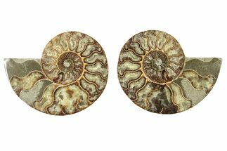 Cut & Polished, Agatized Ammonite Fossil - Madagascar #263290