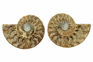 Cut & Polished, Agatized Ammonite Fossil - Crystal Pockets #263291