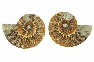 Cut & Polished, Agatized Ammonite Fossil - Madagascar #263293