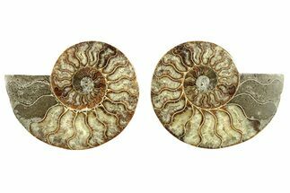 Cut & Polished, Agatized Ammonite Fossil - Madagascar #263295