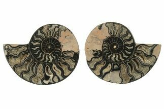 Cut & Polished Ammonite Fossil - Unusual Black Color #263307