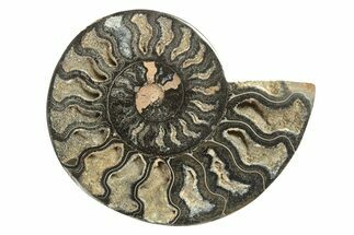 Cut & Polished Ammonite Fossil (Half) - Crystal Pockets #263634