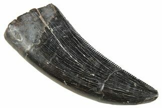 Serrated Tyrannosaur Tooth - Judith River Formation #263821