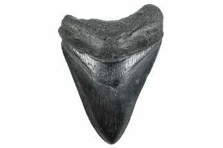 Fossil Megalodon Tooth - South Carolina #263921