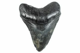Fossil Megalodon Tooth - South Carolina #263922