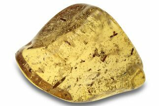 Polished Colombian Copal ( g) - Contains Leaf & Many Beetles #264027