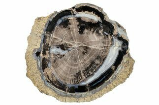 Petrified Wood (Schinoxylon) Round - Blue Forest, Wyoming #263950