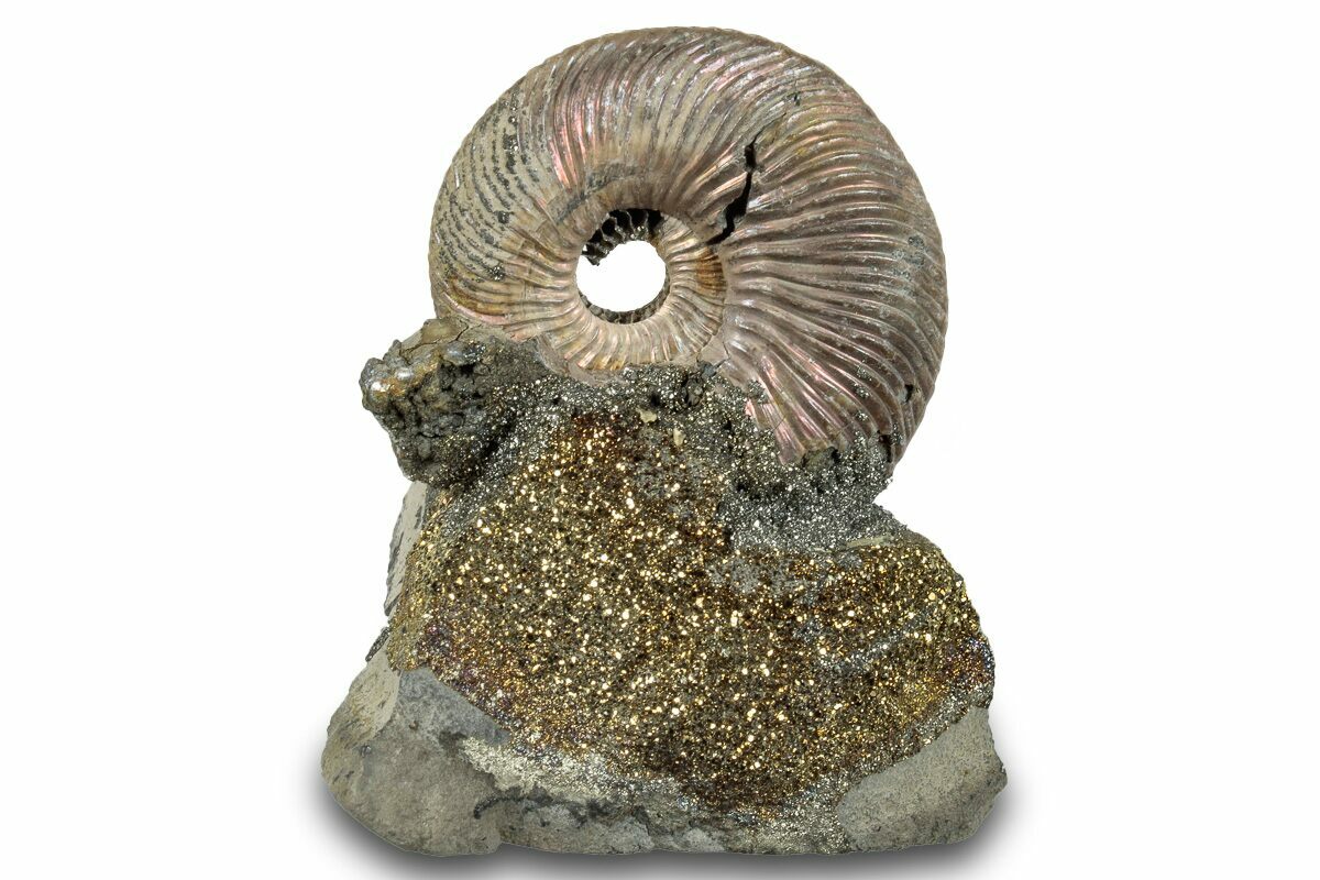 2" Iridescent, Pyritized Ammonite (Quenstedticeras) Fossil Display ...