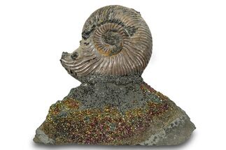 Iridescent, Pyritized Ammonite (Quenstedticeras) Fossil Display #264204