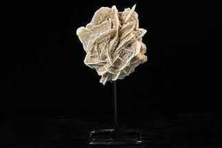 Selenite Desert Rose on Stand - Chihuahua, Mexico #264522