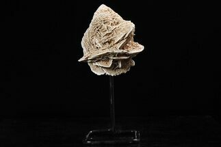 Selenite Desert Rose on Stand - Chihuahua, Mexico #264523
