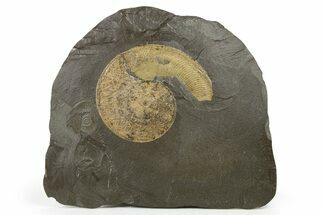 Jurassic Ammonite (Harpoceras) Fossil - Posidonia Shale, Germany #264532