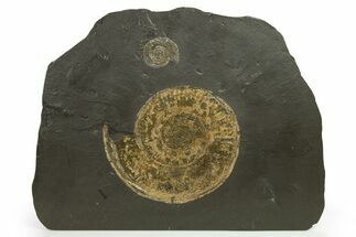 Jurassic Ammonite (Hildoceras) Fossil - Posidonia Shale, Germany #264533