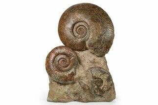 Tall, Jurassic Ammonite (Hammatoceras) Display - France #264578
