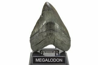 Fossil Megalodon Tooth - Beast From South Carolina #264538