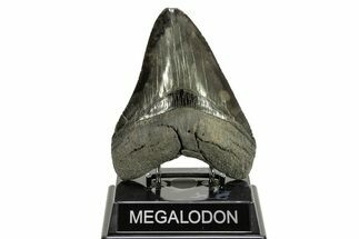 Fossil Megalodon Tooth - Sharply Serrated Blade #264542