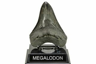 Serrated, Fossil Megalodon Tooth - South Carolina #264544