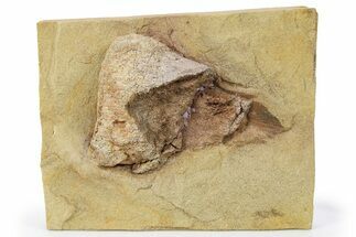 Fossil Dinosaur Bone in Sandstone - Wyoming #264513