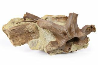 Edmontosaurus Bones With Associated Tendon - Wyoming #264580