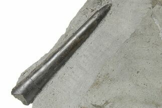 Fossil Belemnite (Acrocoelites) - Germany #264604