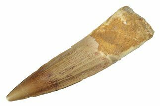 Real Fossil Spinosaurus Tooth - Beautiful Preservation #264804