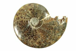 Polished Ammonite (Cleoniceras) Fossil - Madagascar #264769