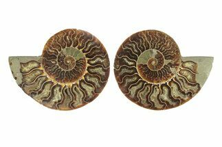Cut & Polished, Agatized Ammonite Fossil - Madagascar #264775