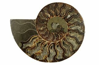 Cut & Polished Ammonite Fossil (Half) - Crystal Pockets #264798