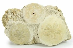 2 to 3 Polished Fossil Sand Dollars - Madagascar