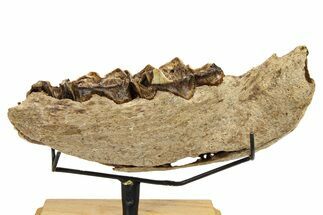 Fossil Irish Elk (Megaloceros) Jaw Section - North Sea Deposits #264733