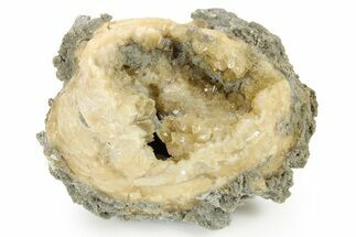 Fossil Clam (Mercenaria) With Fluorescent Calcite - Rucks Pit, FL #264736