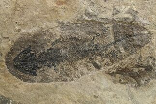 Discosauriscus (Early Permian Reptiliomorph) - Czech Republic #264888