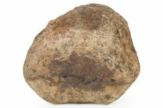 Dinosaur Fossils For Sale
