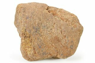 Fossil Nodosaurid (Denversaurus) Dinosaur Scute - Wyoming #264944