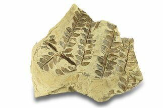 Pennsylvanian Fossil Seed Fern (Alethopteris) - Kansas #264890