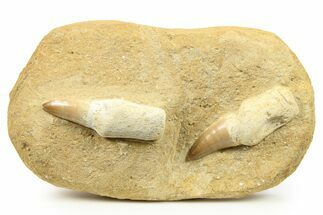 Two Rooted Mosasaur (Prognathodon) Teeth In Rock - Morocco #264620