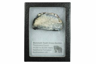 Mammoth Molar Slice with Case - South Carolina #263439