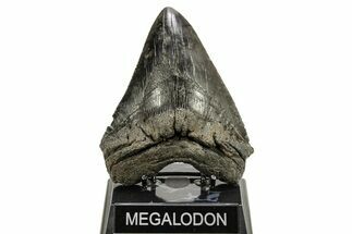 Fossil Megalodon Tooth - Sharply Serrated Blade #265025