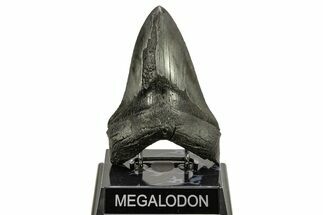 Fossil Megalodon Tooth - Sharply Serrated Lower #265030