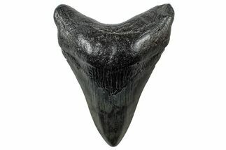 Fossil Megalodon Tooth - South Carolina #265040