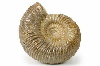 Jurassic Ammonite (Stephanoceras) Fossil - France #265205