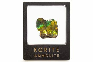 Iridescent Ammolite (Fossil Ammonite Shell) - Brilliant Greens #265160