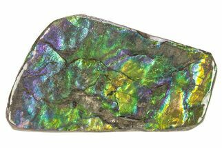 Iridescent Ammolite (Fossil Ammonite Shell) - Purples & Blues #265161