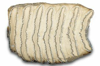 Polished Mammoth Molar Section - South Carolina #265294