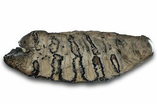Polished Mammoth Molar Section - South Carolina #265296