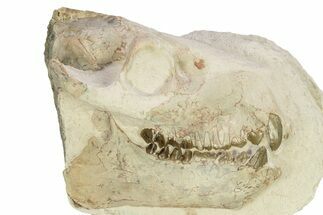 Fossil Oreodont (Merycoidodon) Skull - South Dakota #265290
