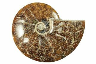 Polished Ammonite (Cleoniceras) Fossil - Madagascar #265339