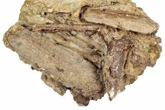 Dinosaur Tendons and Partial Ribs in Sandstone - Wyoming #264896