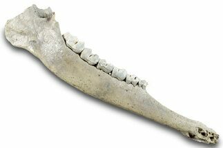 Pleistocene Fossil Deer (Odocoileus) Jaw - Florida #265342