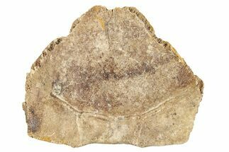 Pleistocene Fossil Tortoise (Gopherus) Nuchal Scute - Florida #265358